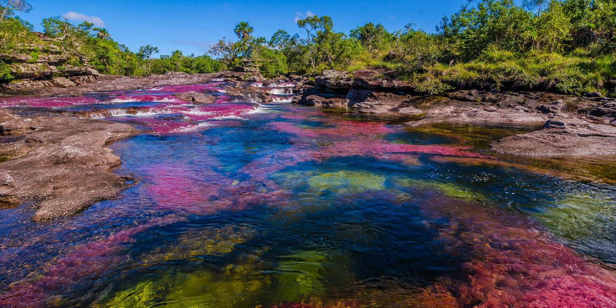 Afluente de Caño Cristales con vegetación exuberante
